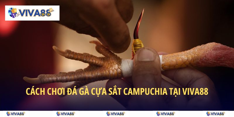 4 bước cược tiền đá gà cựa sắt Campuchia