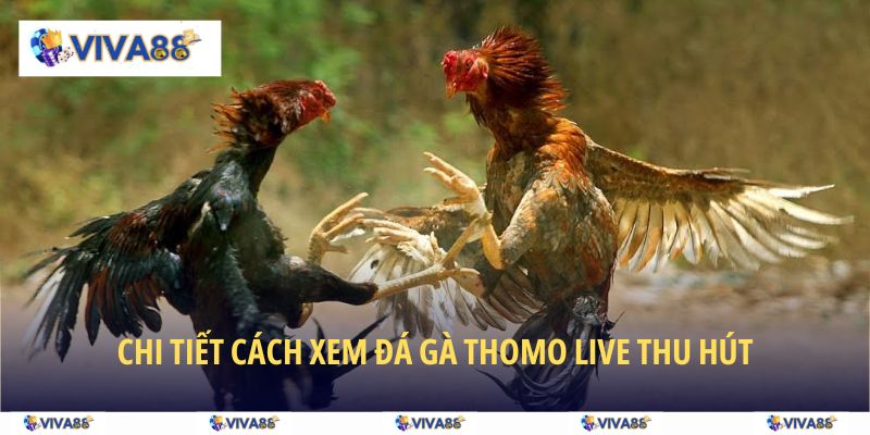 Chi tiết cách xem đá gà Thomo live thu hút