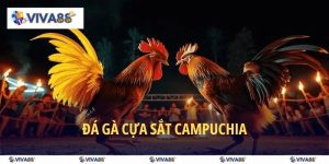 đá gà cựa sắt campuchia