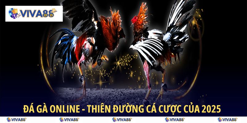Khám phá sảnh đá gà online tại VIVA88