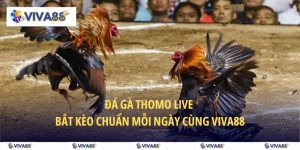 đá gà thomo live