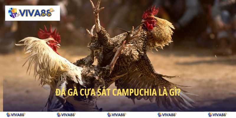 Tìm hiểu khái niệm đá gà cựa sắt Campuchia