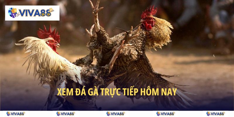 xem đá gà trực tiếp hôm nay